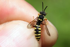 nomada-flavopicta-g-c-2