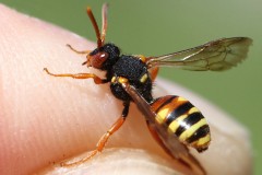 nomada-fucata-bifasciata-g-c-2