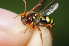 nomada-fulvicornis-10-2-g-c