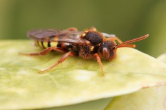 nomada-lathburiana-13-g-c