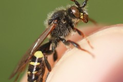 nomada-leucophthalma-16-3-g-c