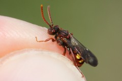 nomada-panzeri-12-g-c