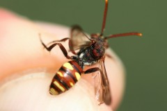 nomada-ruficornis-11-g-c-2