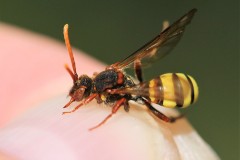 nomada-signata-12-g-c