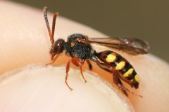 nomada-zonata-13-g-c