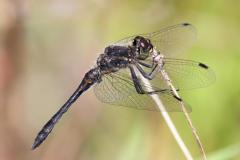 058-sympetrum-noir