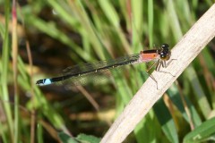 agrion-elegant-12-g-c