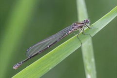 agrion-jouvencelle-13-g-c-2