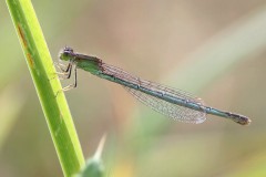 agrion-nain-1-g-c