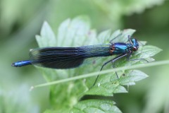 calopteryx-splendens-10-g-c