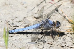 orthetrum-brun-11-g-2-c