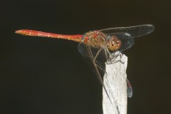 sympetrum-meridional-10-g-c-2