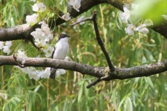 gobemouche-noir-Bernard-Pasau