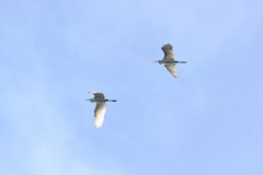 grande-aigrette-Bernard-Pasau