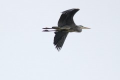 heron-cendre-Bernard-Passau