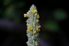 bouillon-blanc-a-petites-fleurs-lb