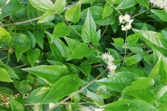 clematite-blanche-bdb