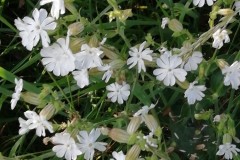 compagnon-blanc-bdb