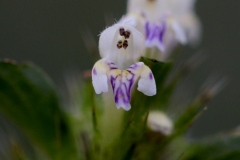 galeopsis-tetrahit-lb