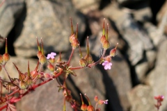 geranium-pourpre-lb