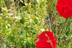 grand-coquelicot-bdb