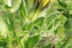 picris-fausse-viperine-bdb-2