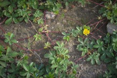 potentille-rampante-jfc-2