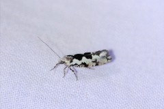 083-Ypsolopha-sequella-2
