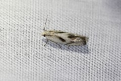 084-eucosma-metzneriana-2