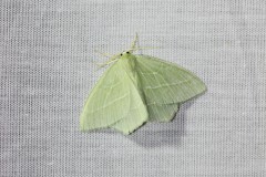 085-Hemistola-chrysoprasaria-2