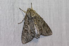 Acronicta-aceris-11-g-c-2