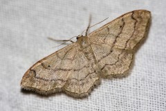 Idaea-aversata-2-gimp-2