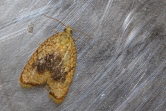 acleris-fors-thib