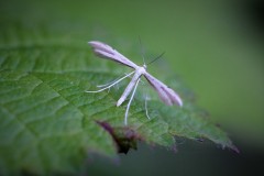 adaina-microdactyla-2