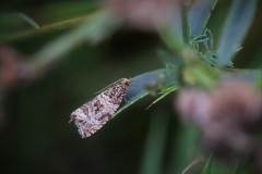celypha-lacunana-g-o-2