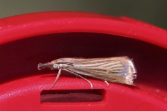 crambus-g-c-2