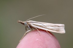 crambus-perle-g-c-2