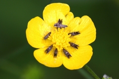 glyphipterix-g